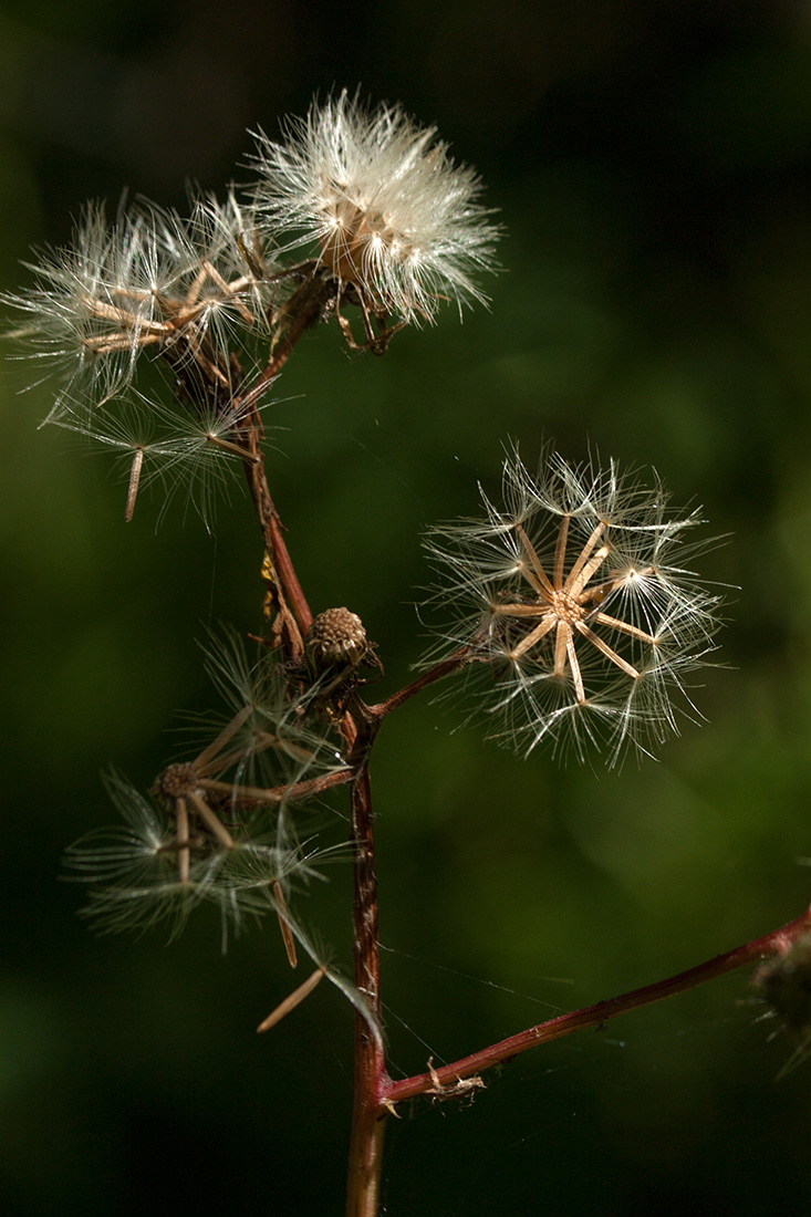 Image of Crepis paludosa specimen.