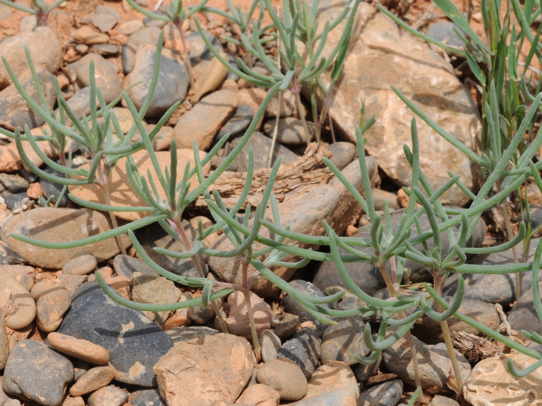 Image of Petrosimonia sibirica specimen.