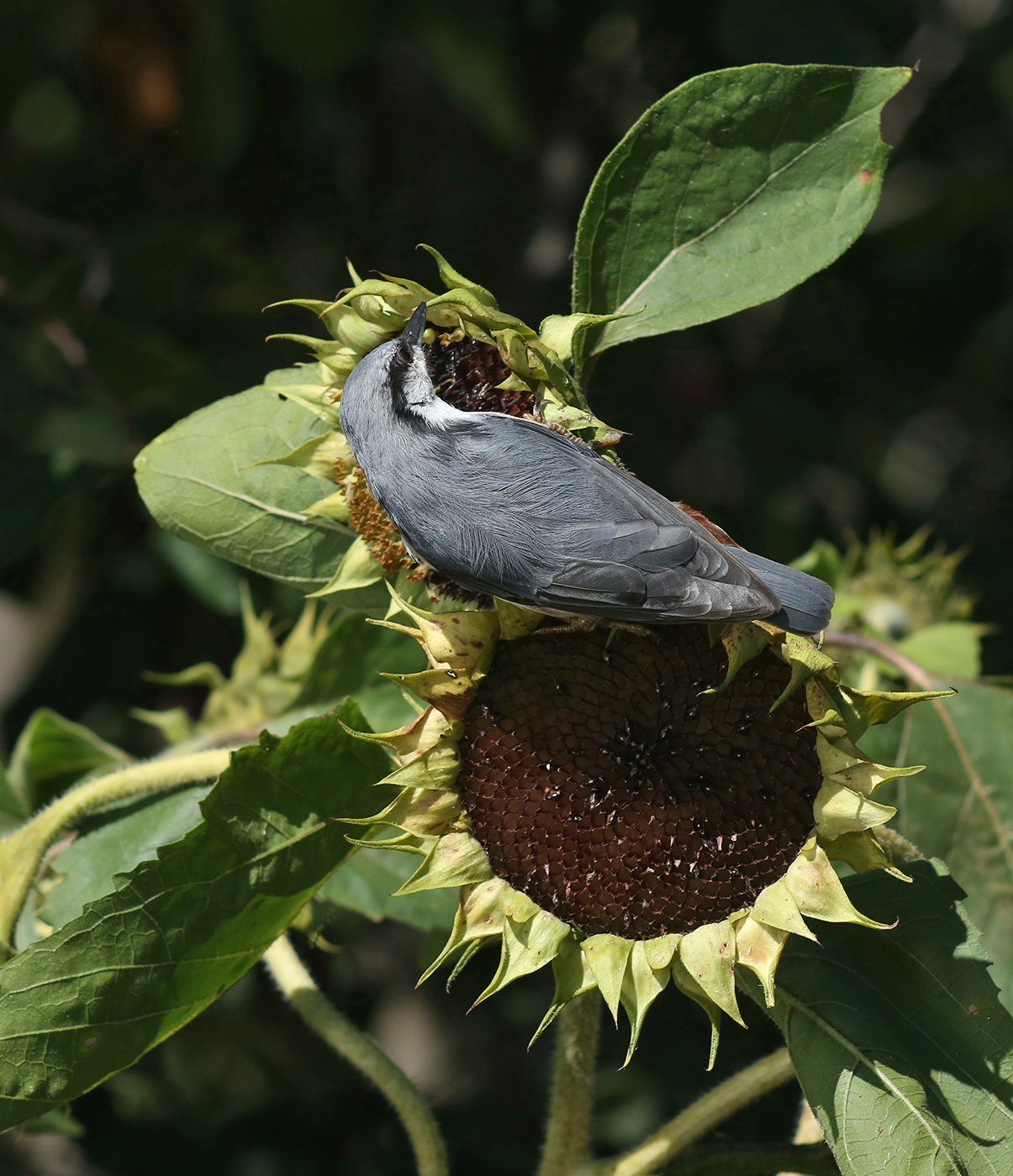 Изображение особи Helianthus annuus.