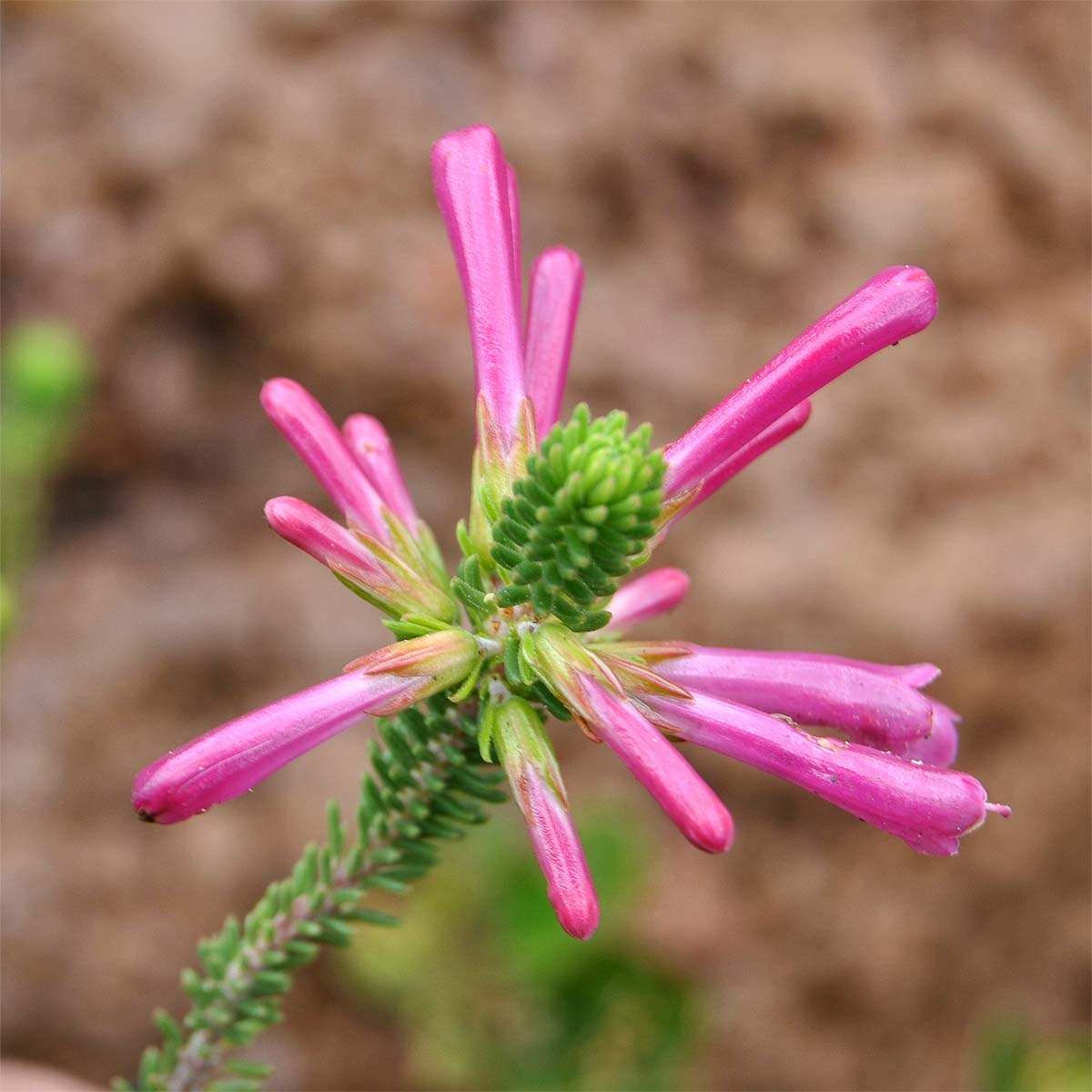 Изображение особи Erica verticillata.