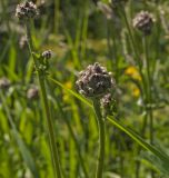 Centaurea scabiosa