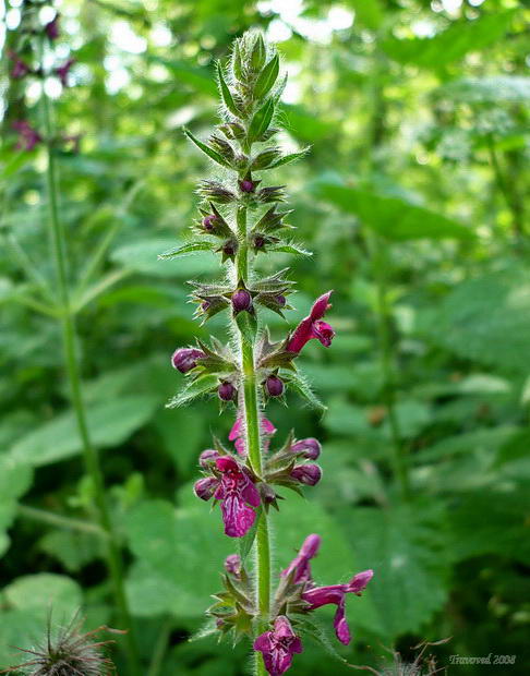 Изображение особи Stachys sylvatica.