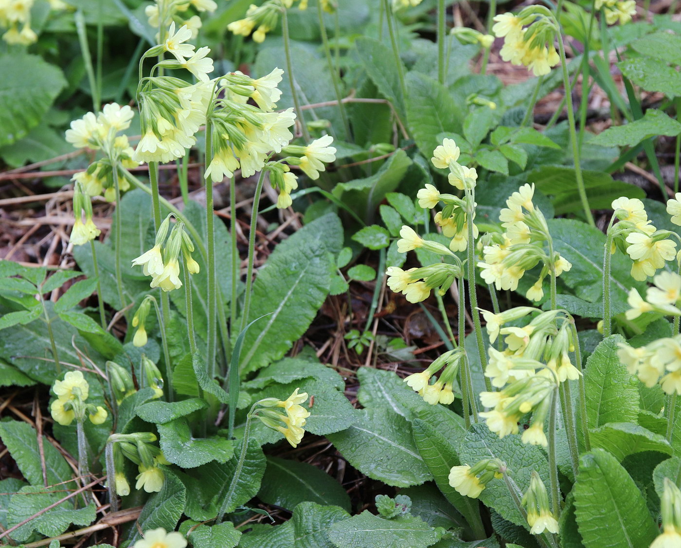 Image of Primula elatior specimen.