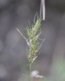 Poa bulbosa subspecies vivipara. Верхушка \"цветущего\" растения с выводковыми луковичками. Турция, ил Артвин, окр. крепости Теккале, луг. 22.04.2019.