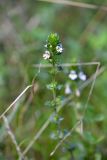 Euphrasia brevipila. Верхушка цветущего растения. Республика Татарстан, г. Набережные Челны, Центральный р-н, парк «Прибрежный», луговина. 26.08.2019.