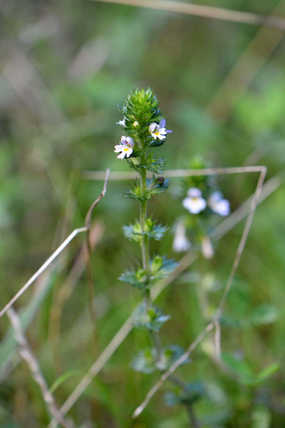 Image of Euphrasia brevipila specimen.