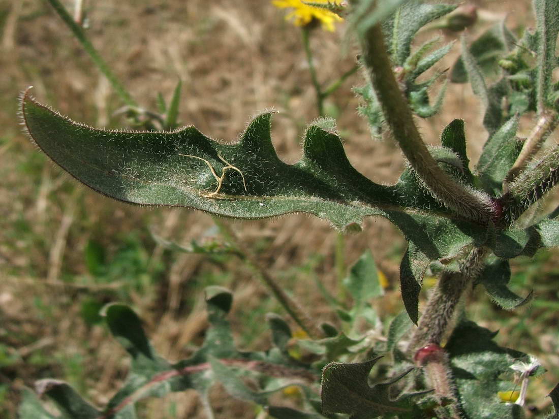 Image of Crepis rhoeadifolia specimen.