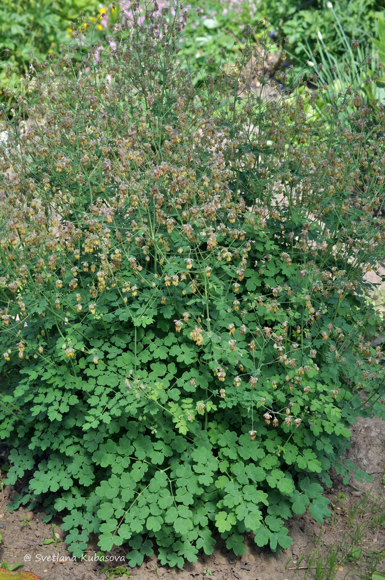 Image of Thalictrum foetidum specimen.