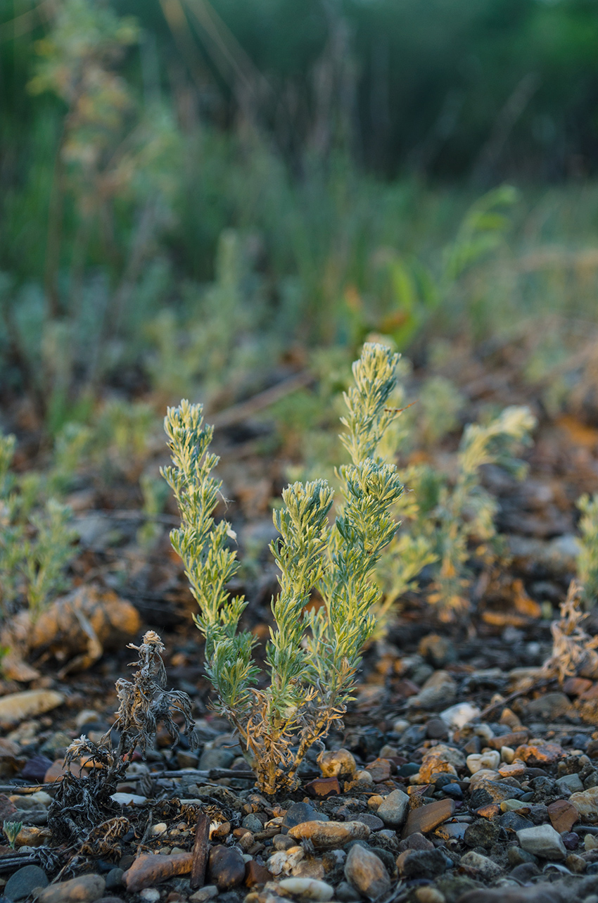 Изображение особи род Artemisia.