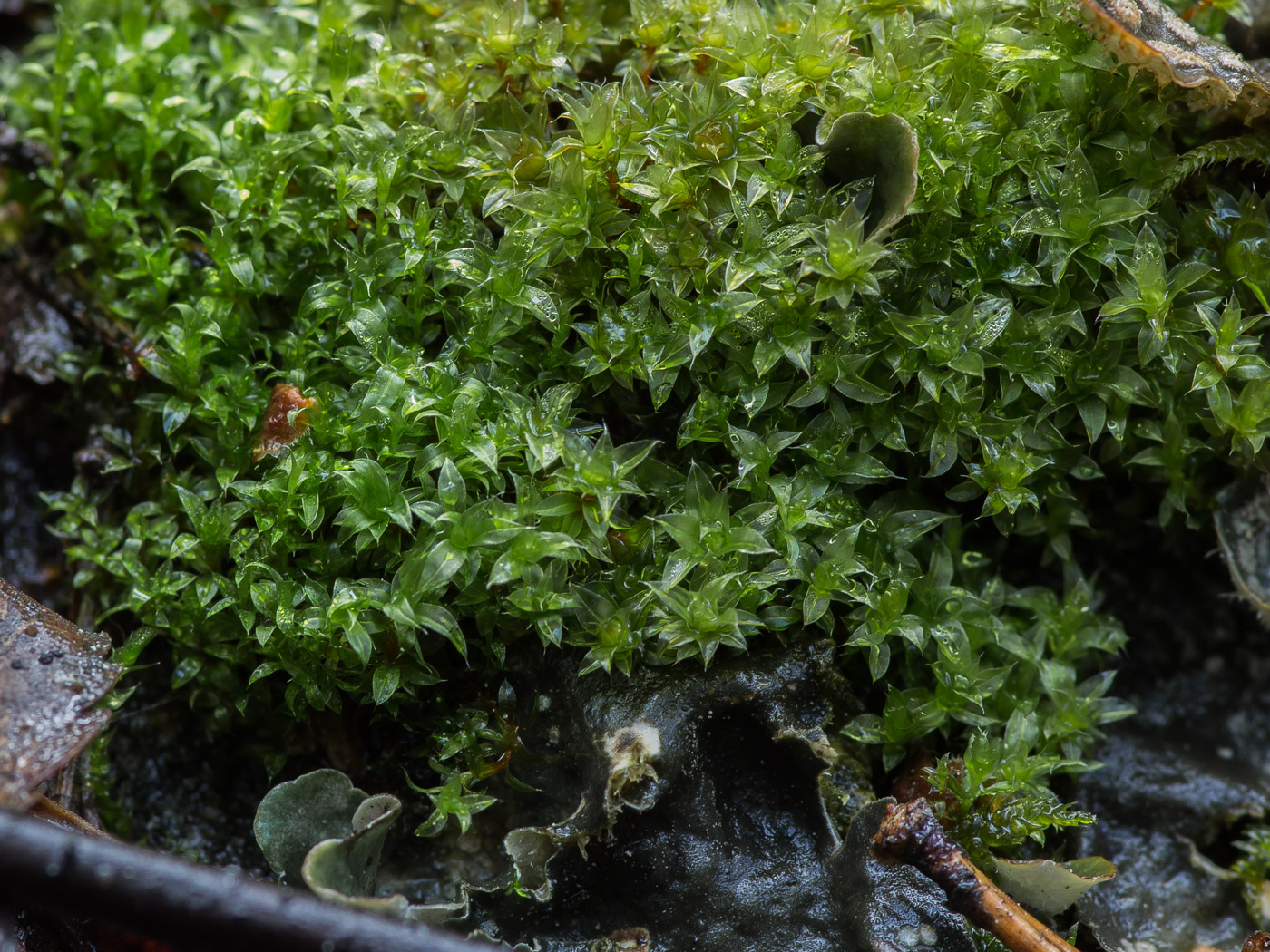 Image of genus Bryum specimen.