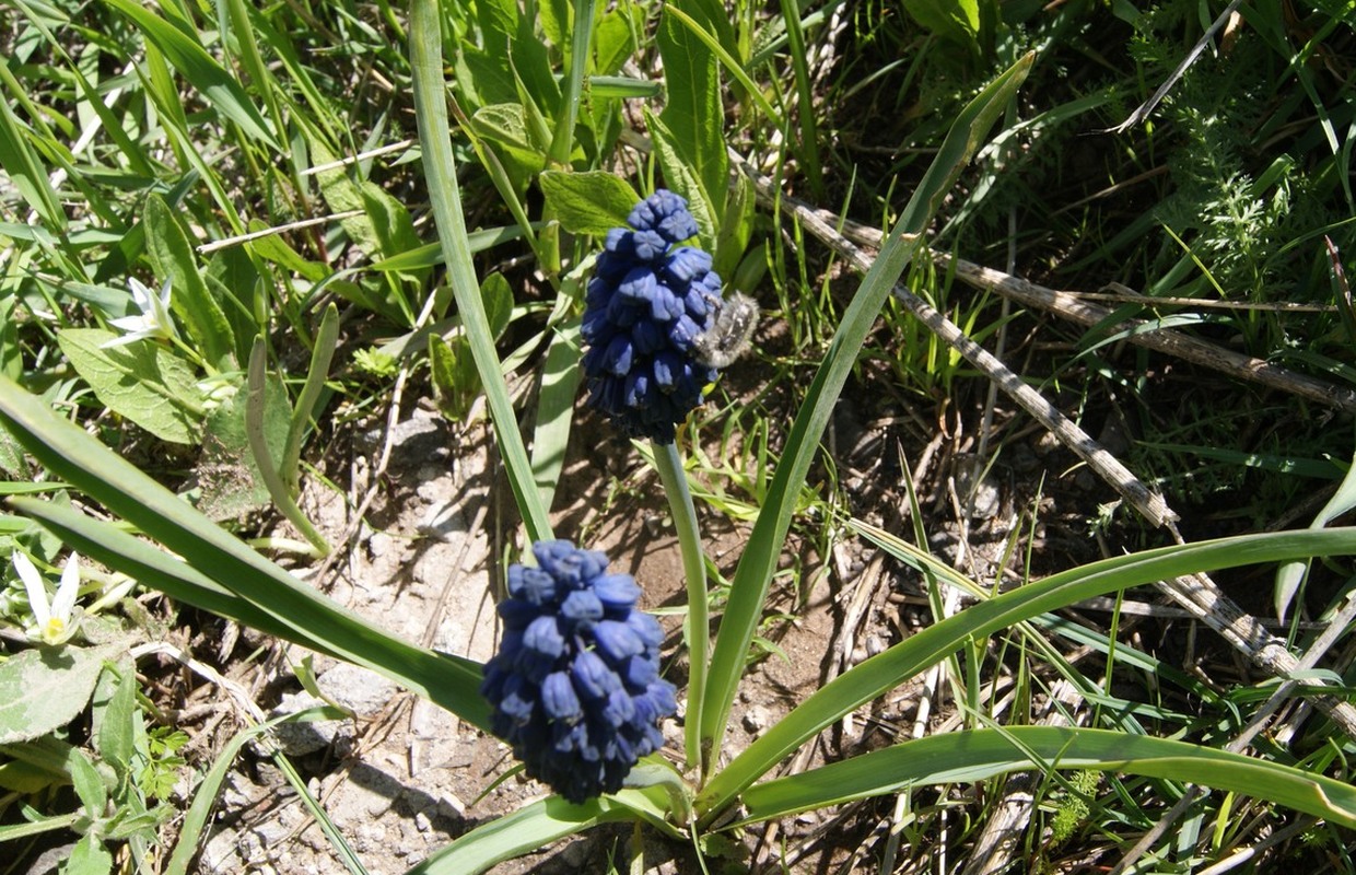 Image of Bellevalia pycnantha specimen.