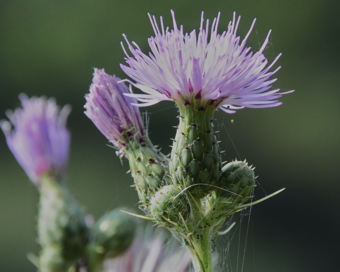 Image of Cirsium creticum specimen.