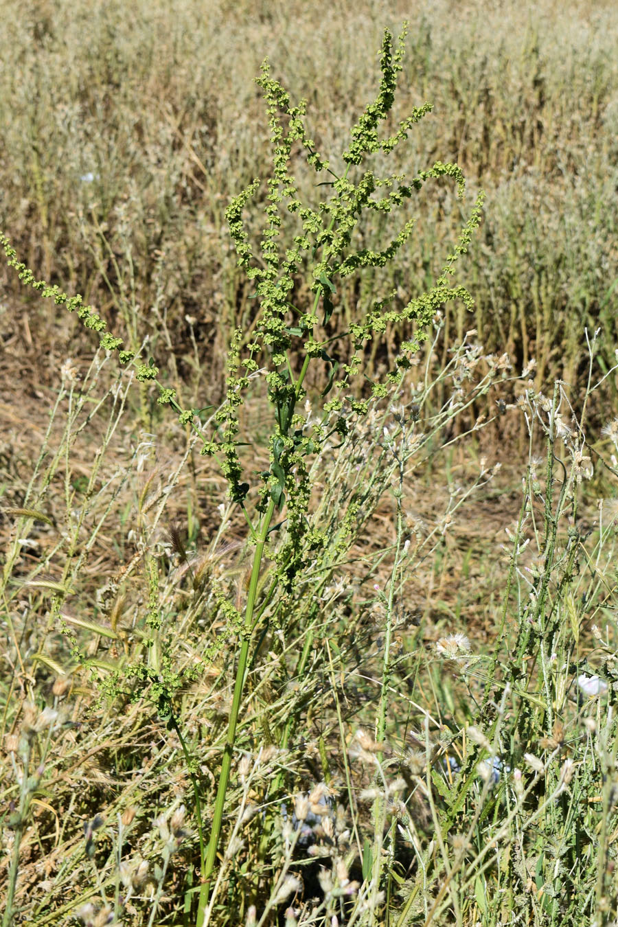 Image of Rumex drobovii specimen.