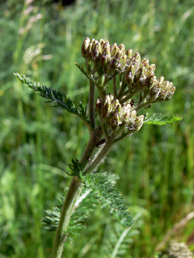 Изображение особи Achillea nigrescens.