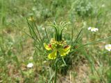 Nigella orientalis