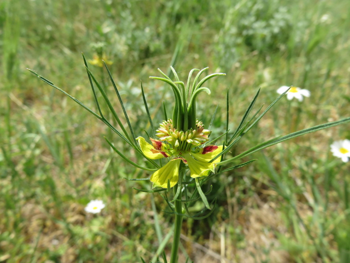 Image of Nigella orientalis specimen.