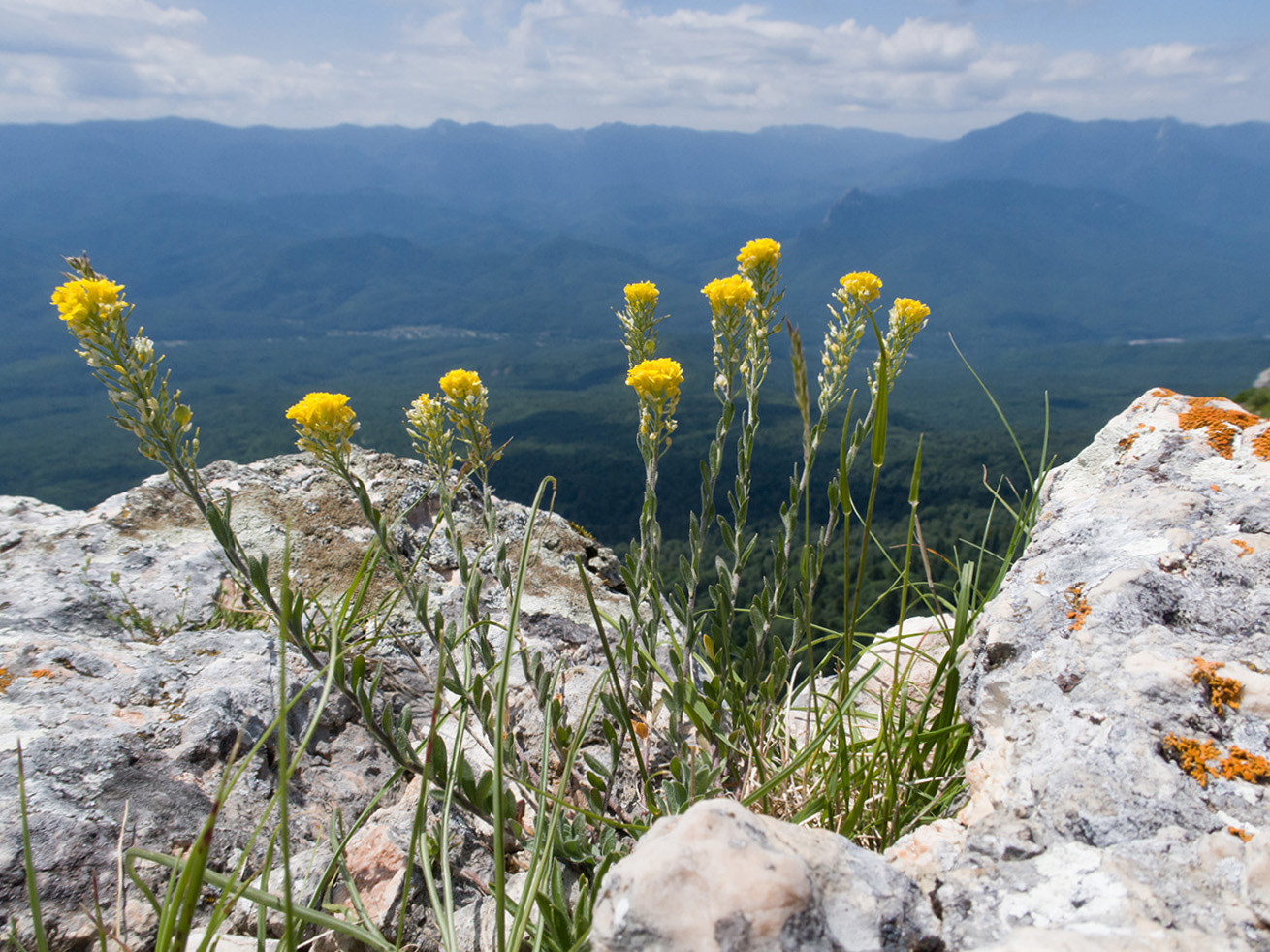 Image of Alyssum trichostachyum specimen.