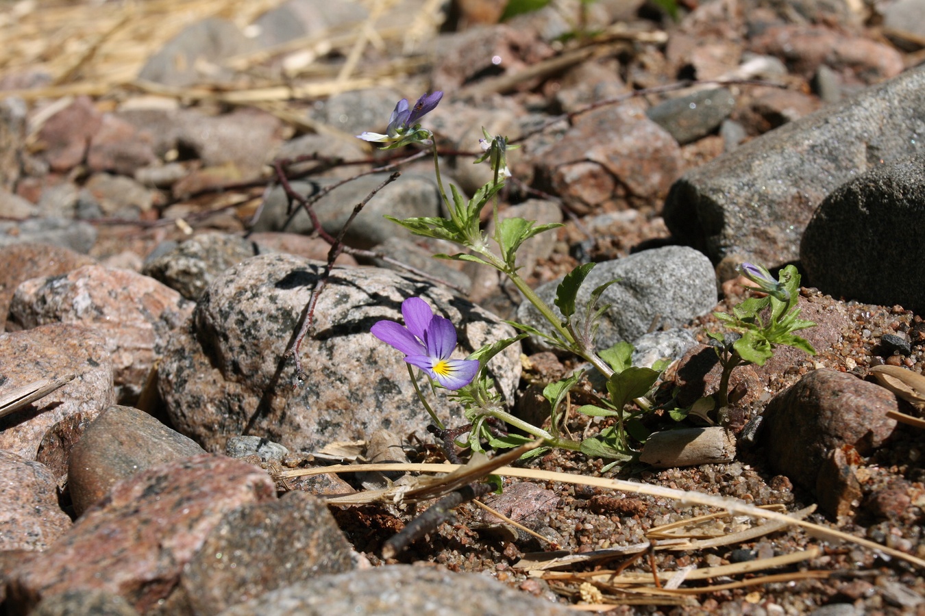 Image of Viola maritima specimen.