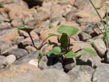 Petasites radiatus. Молодые растения. Пермский край, пос. Юго-Камский, правый берег р. Юг ниже Юго-Камского пруда, прибрежный галечник. 13 июля 2020 г.