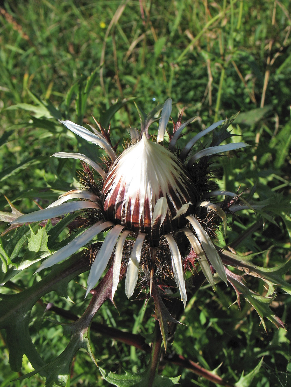 Image of Carlina cirsioides specimen.