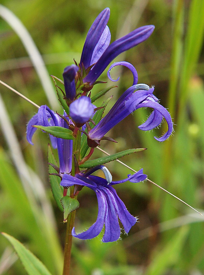 Image of Lobelia sessilifolia specimen.