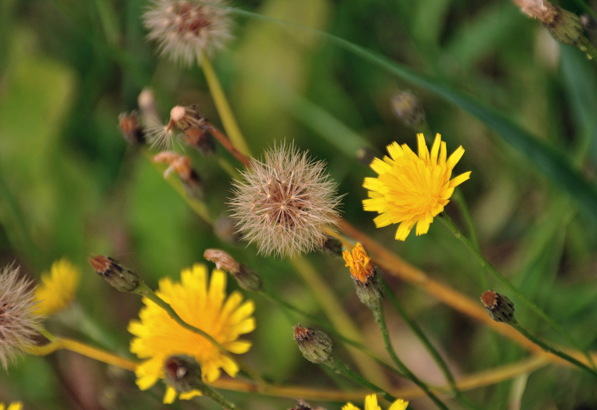 Изображение особи Scorzoneroides autumnalis.