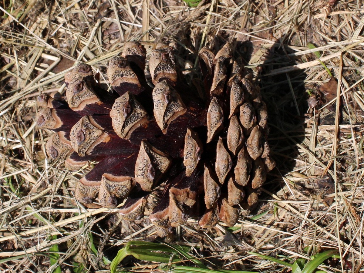 Image of Pinus pallasiana specimen.