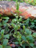 Thesium repens. Верхушка цветущего побега. Красноярский край, Эвенкийский р-н, государственный природный заповедник \"Тунгусский\", сосновый лес. 10.06.2012.