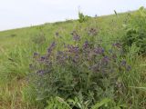 Nepeta ucranica