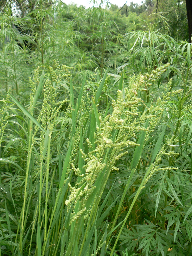 Image of Beckmannia syzigachne specimen.