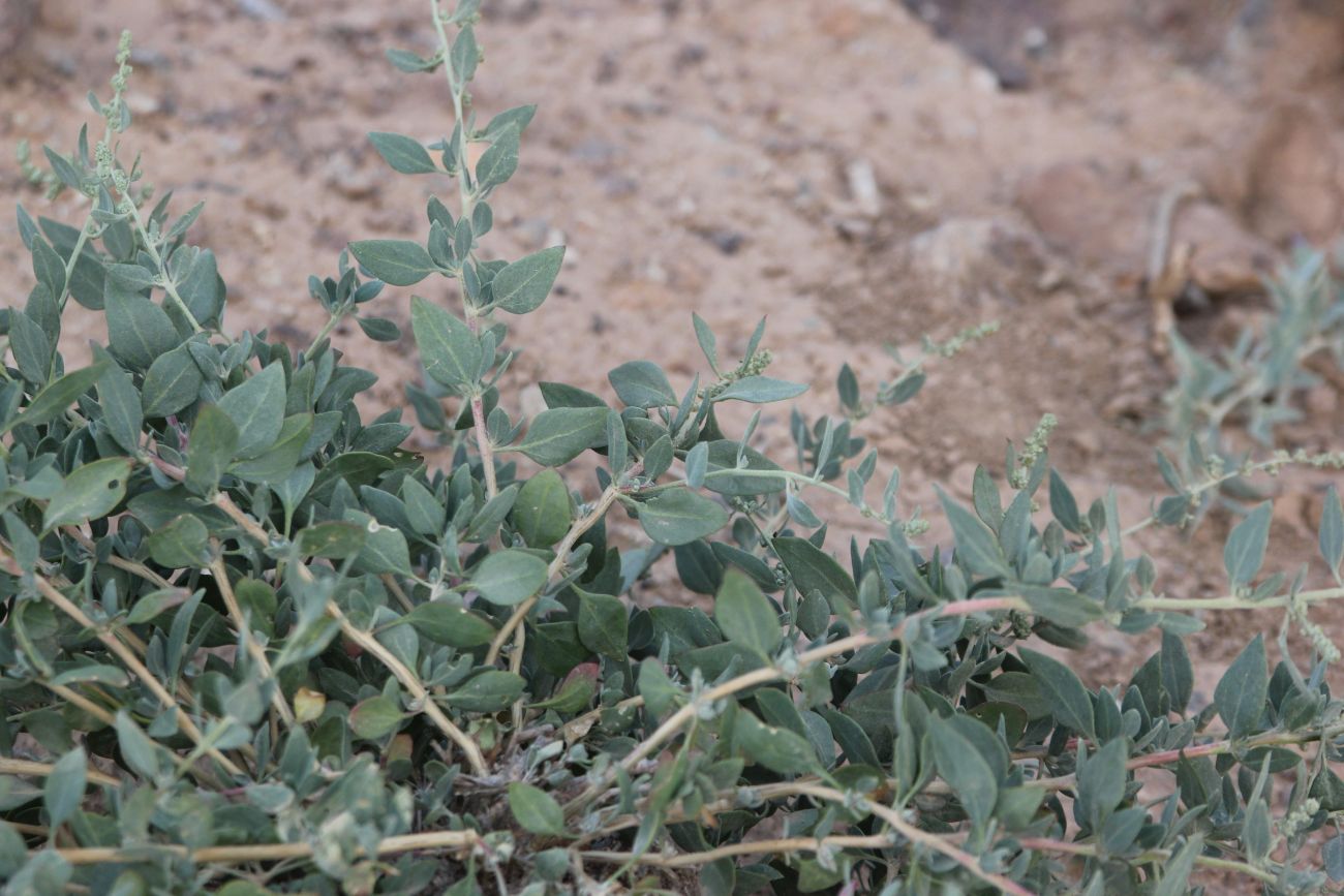 Image of Chenopodium frutescens specimen.