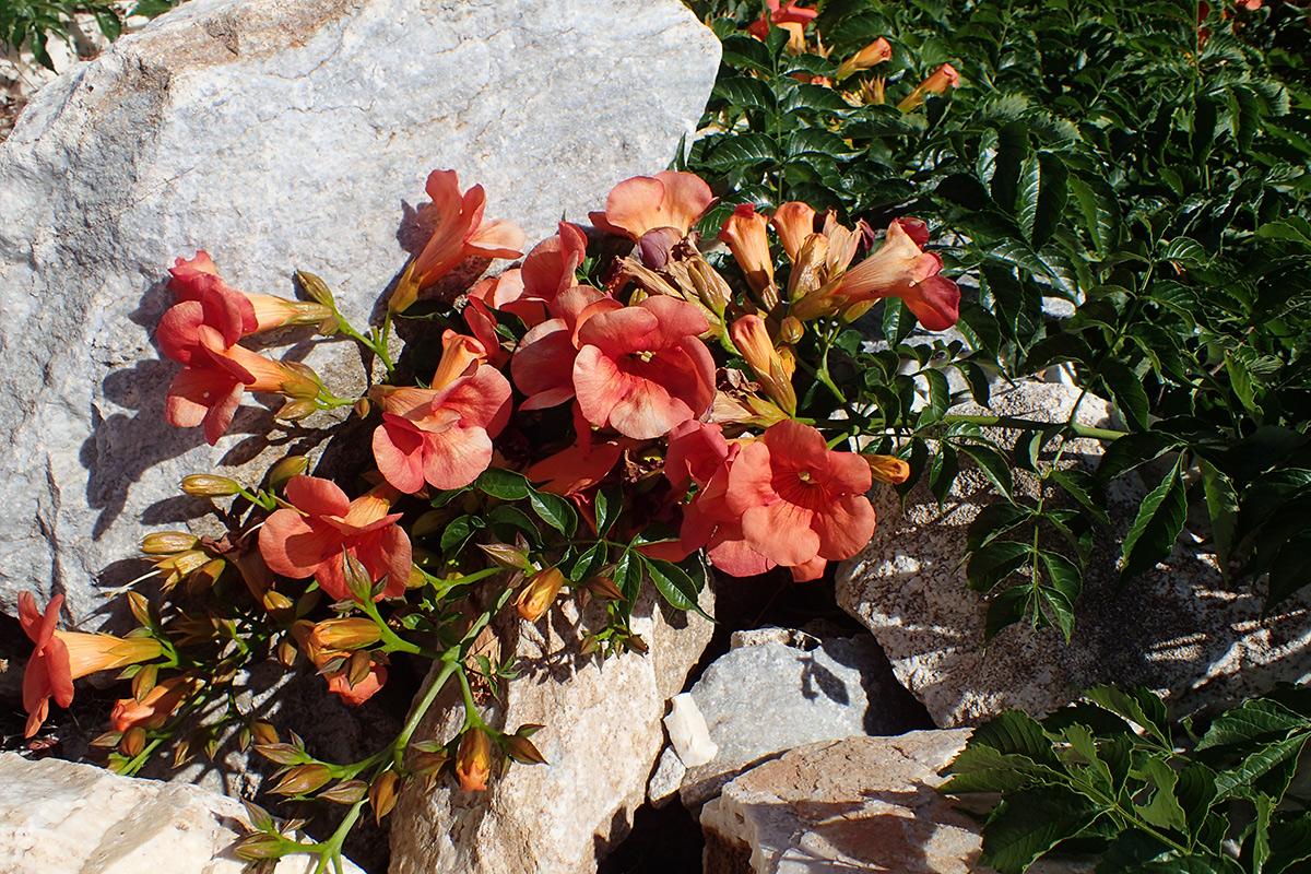 Изображение особи Campsis grandiflora.