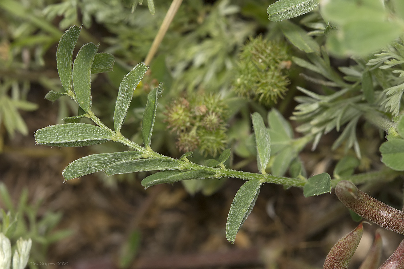 Image of Astragalus hamosus specimen.