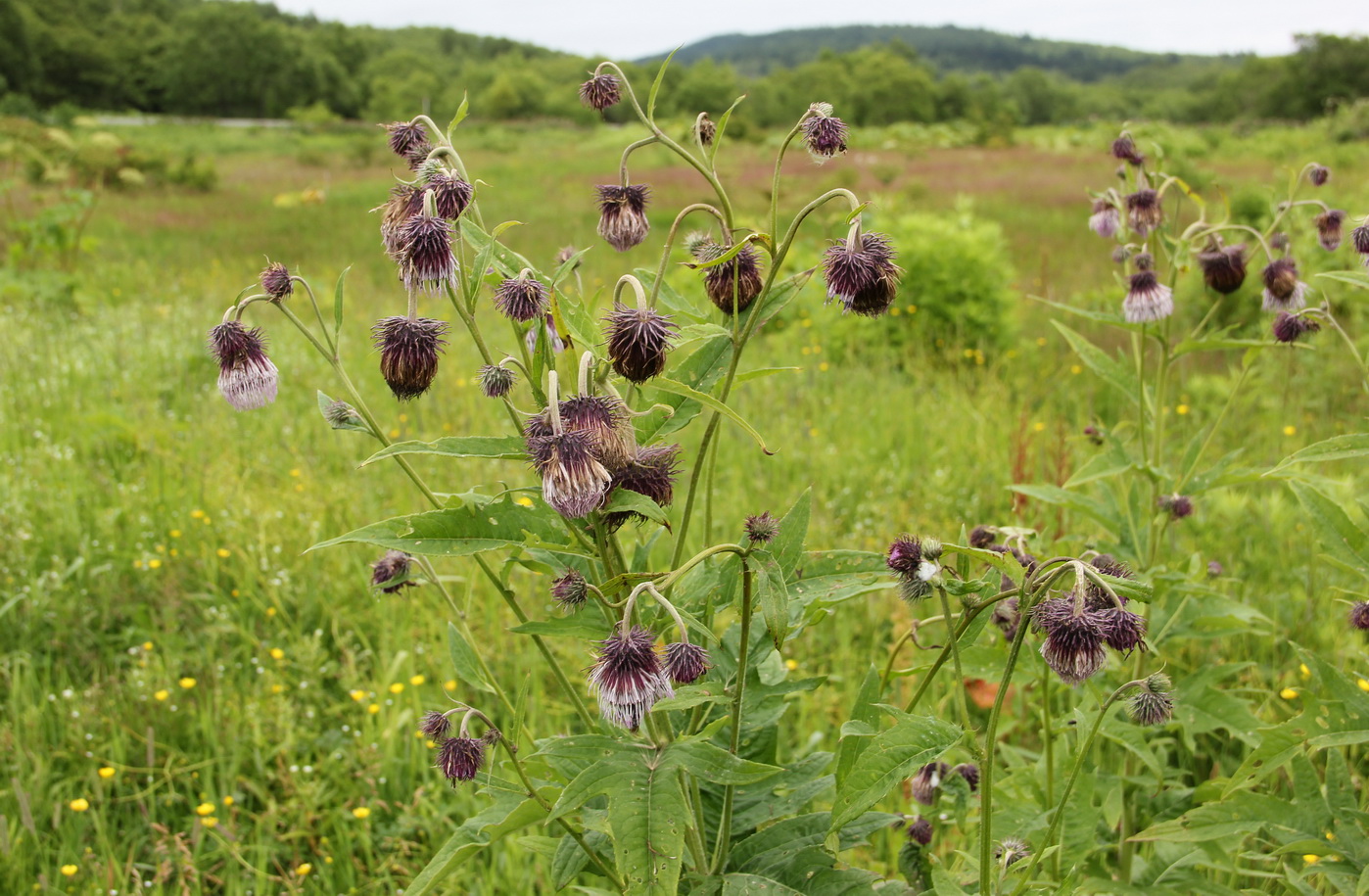 Image of Cirsium kamtschaticum specimen.