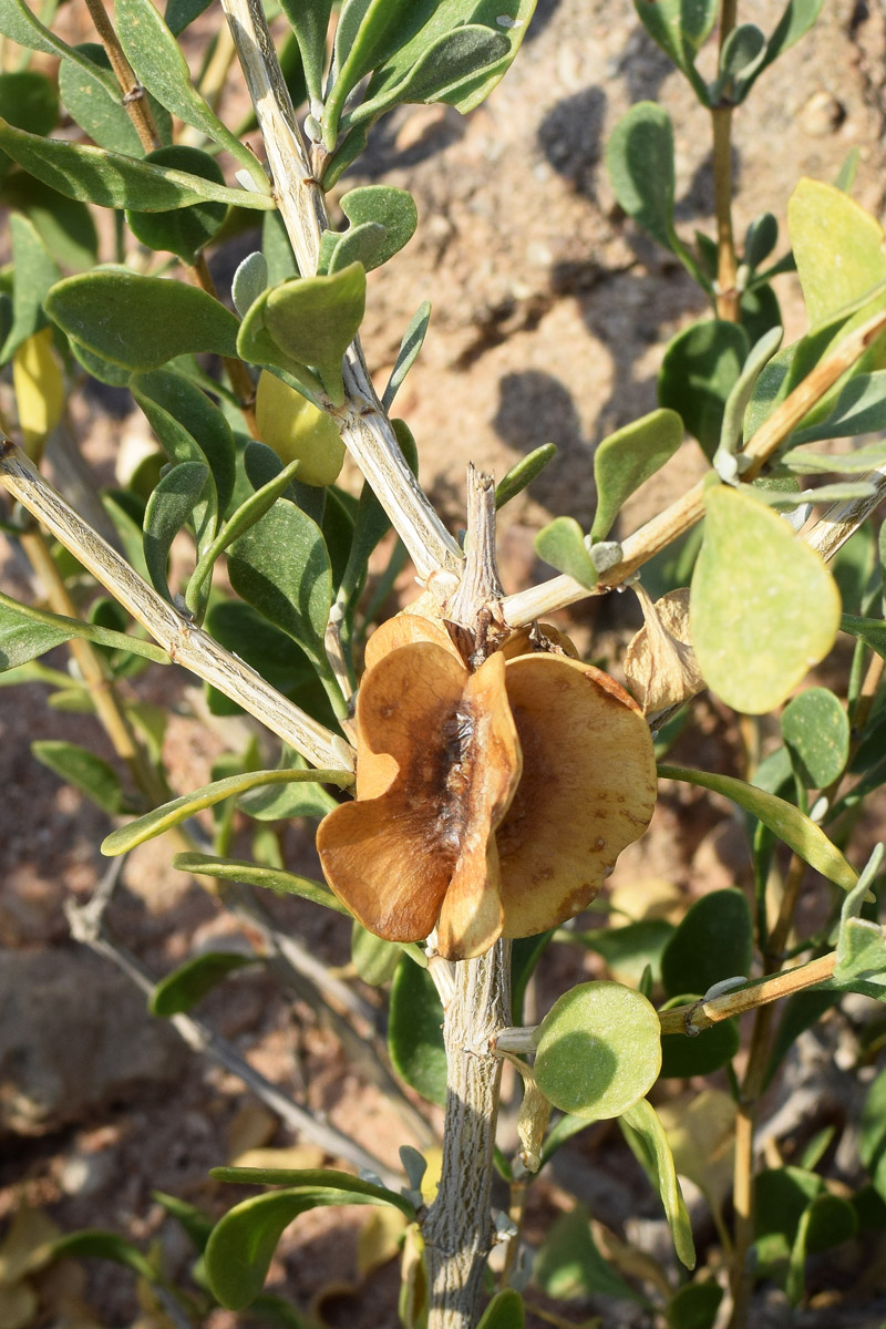 Image of Zygophyllum atriplicoides specimen.