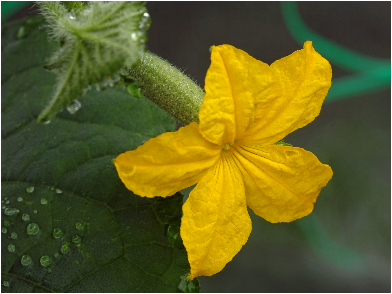 Изображение особи Cucumis sativus.