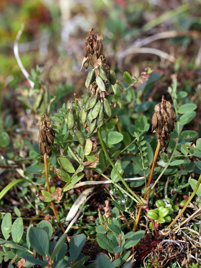 Image of Astragalus subpolaris specimen.