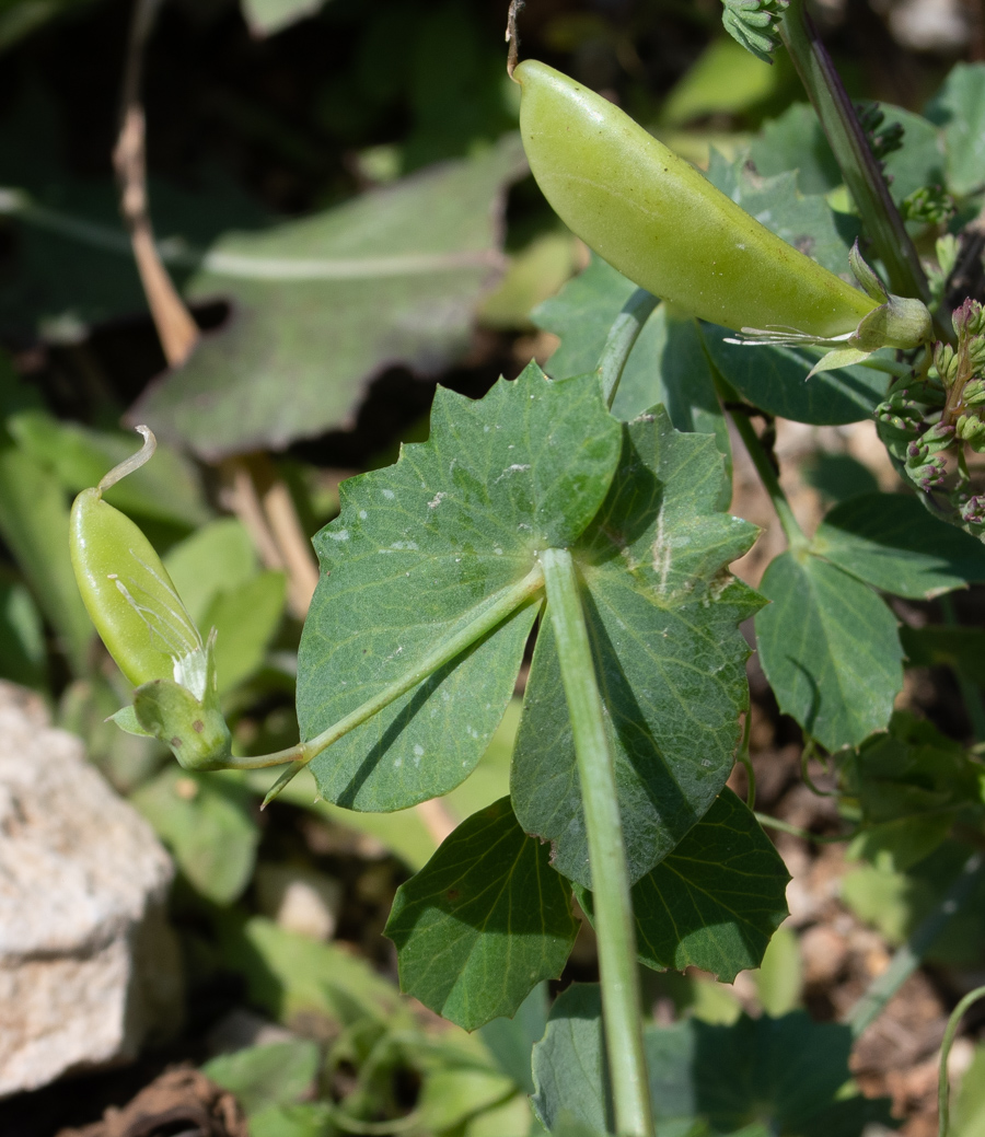 Image of Lathyrus fulvus specimen.