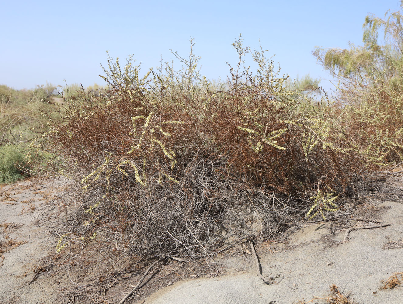 Image of Salsola arbuscula specimen.