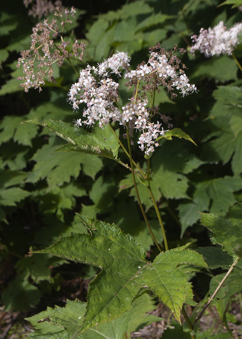 Image of Filipendula camtschatica specimen.