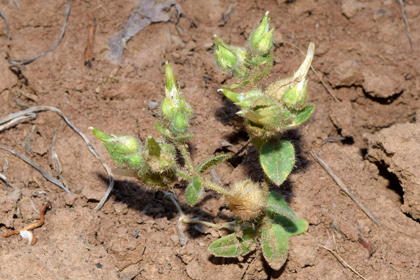 Image of Cerastium inflatum specimen.