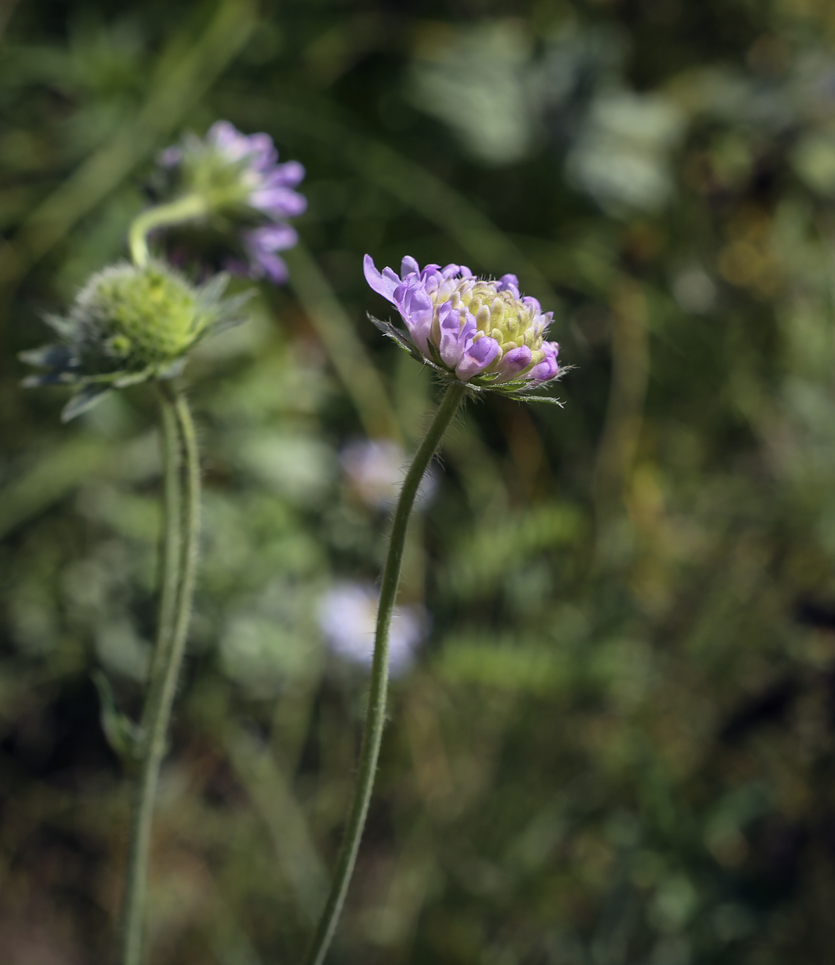 Image of Knautia arvensis specimen.