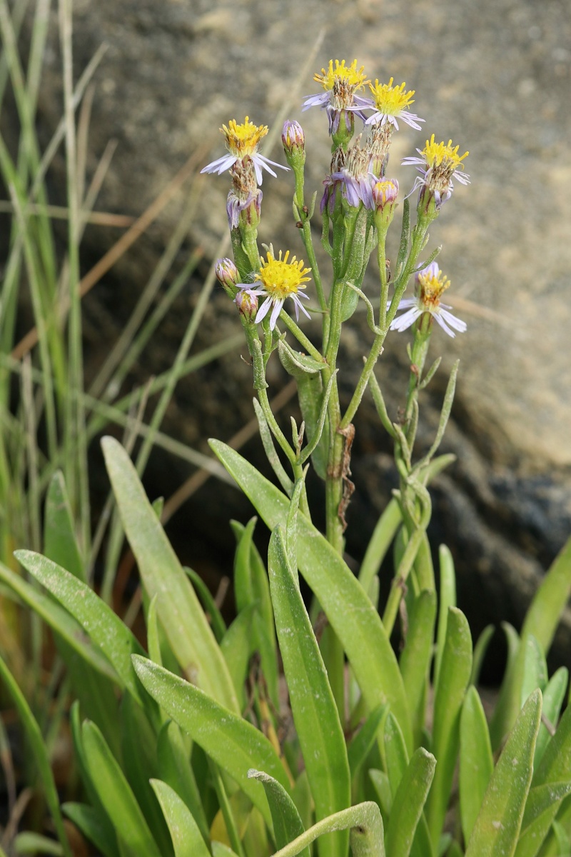 Image of Tripolium pannonicum ssp. tripolium specimen.