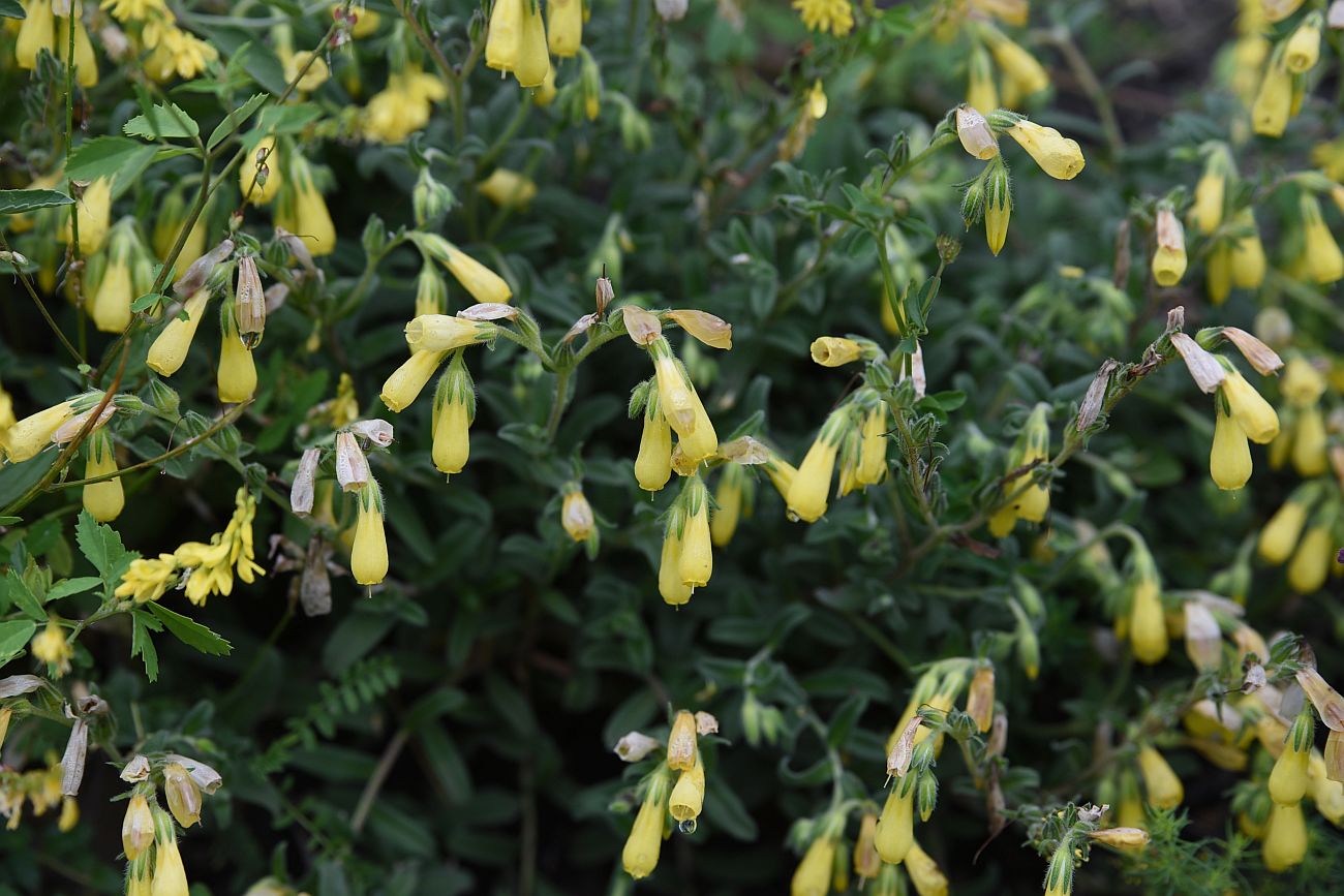 Image of Onosma caucasica specimen.