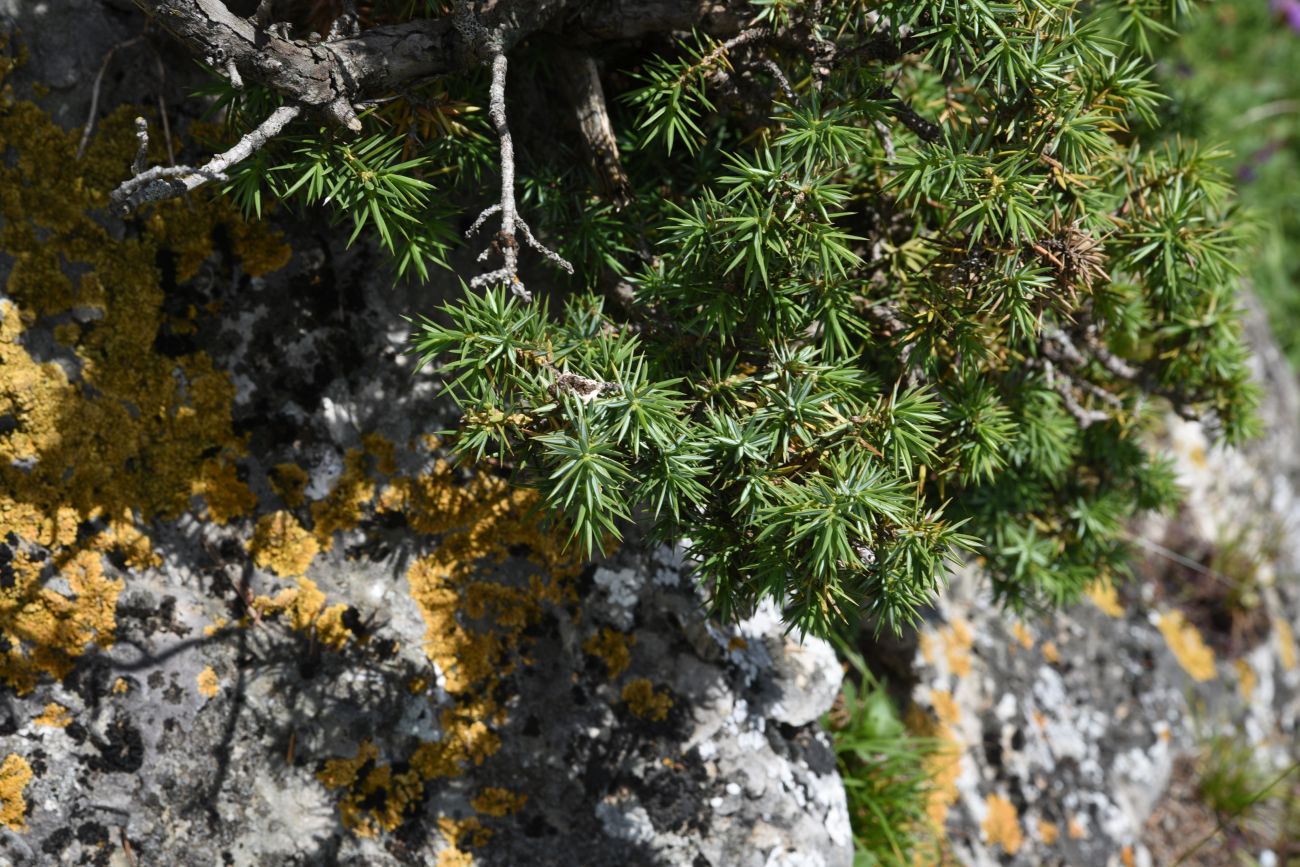 Image of Juniperus oblonga specimen.