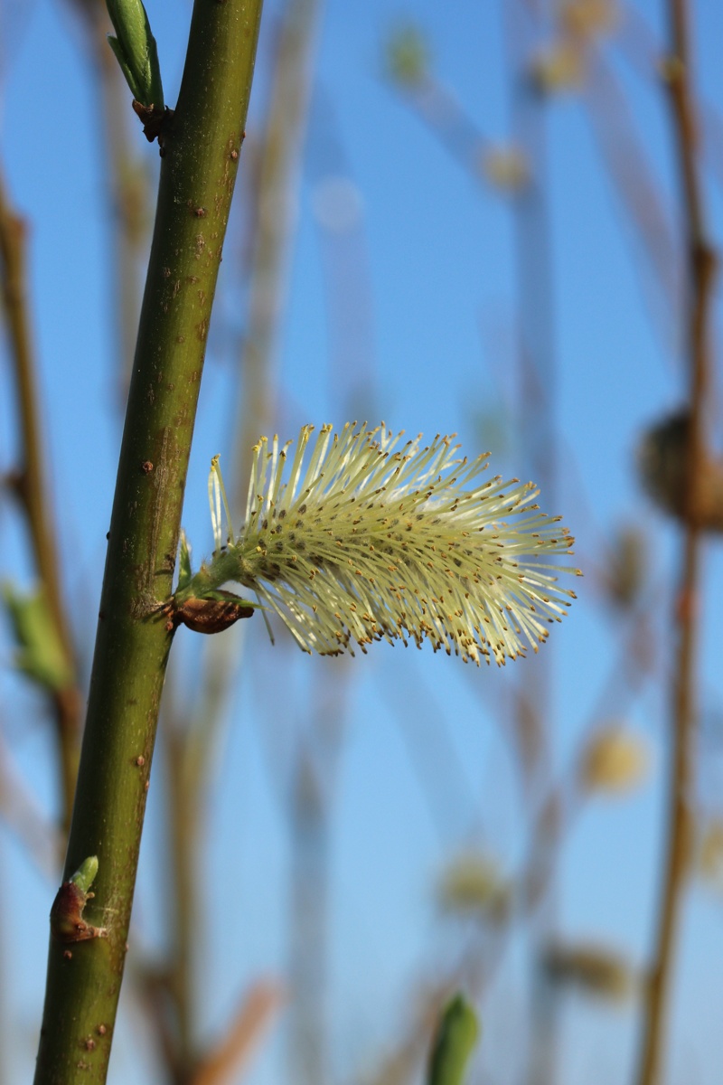 Изображение особи Salix phylicifolia.