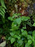 Circaea lutetiana. Цветущее растение. Грузия, Аджария, национальный парк \"Мтирала\", широколиственный лес, подножие каменистого склона. 17.06.2023.