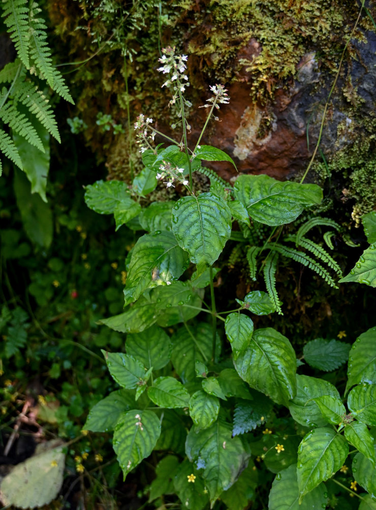 Изображение особи Circaea lutetiana.