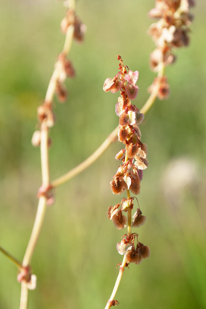 Изображение особи Rumex thyrsiflorus.