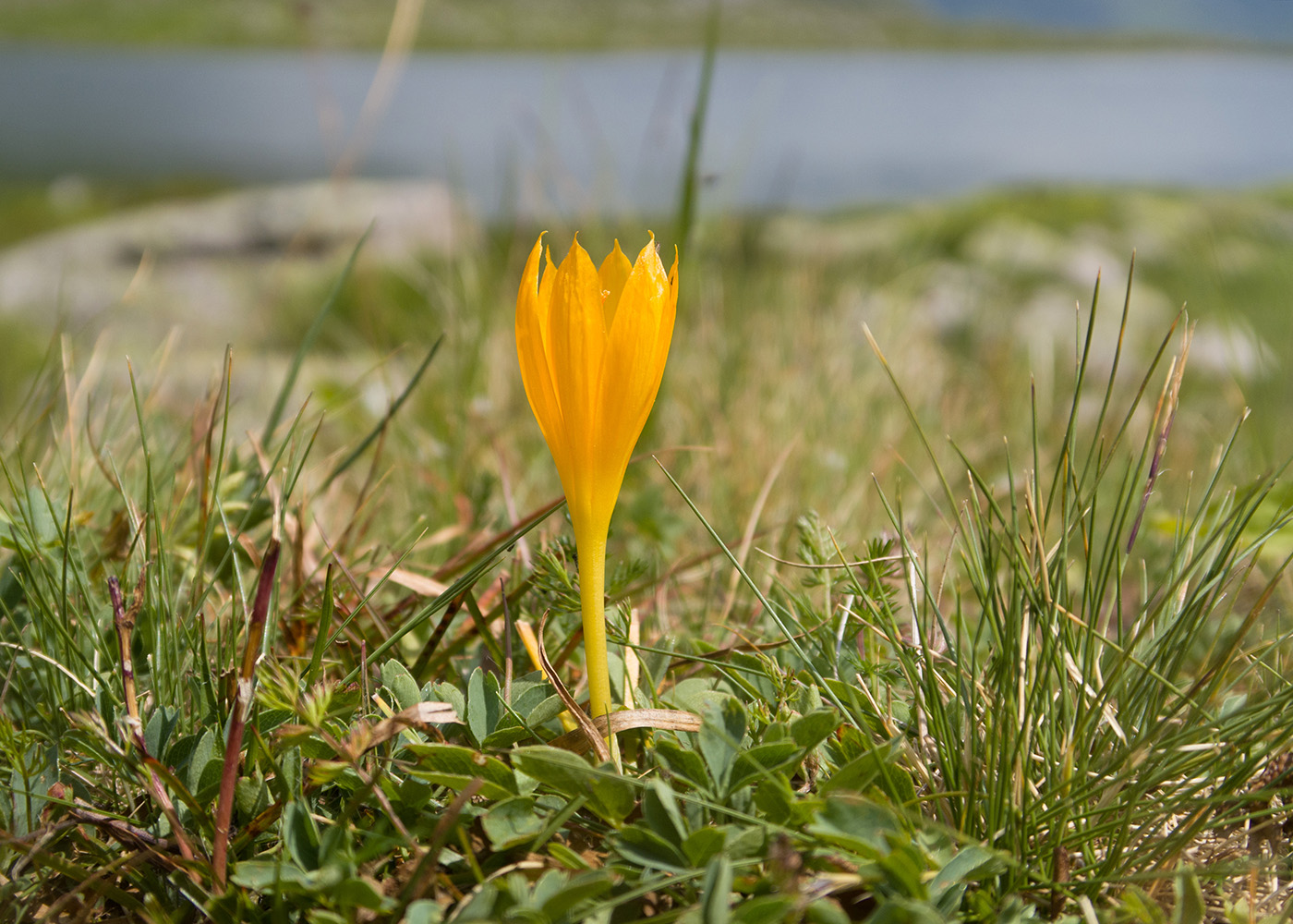 Изображение особи Crocus scharojanii.